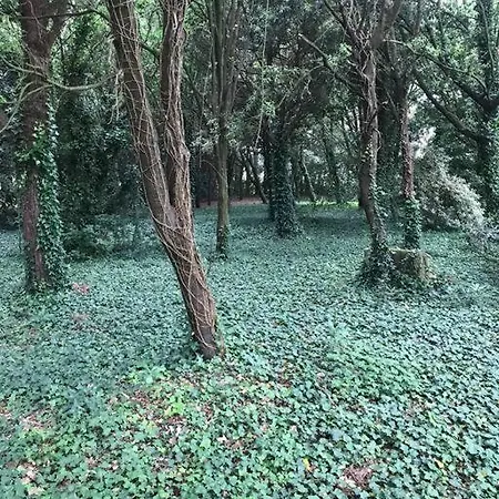 De Ensueno En El Bosque Y Junto Al Mar *