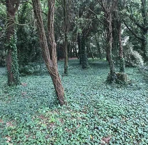 De Ensueno En El Bosque Y Junto Al Mar *