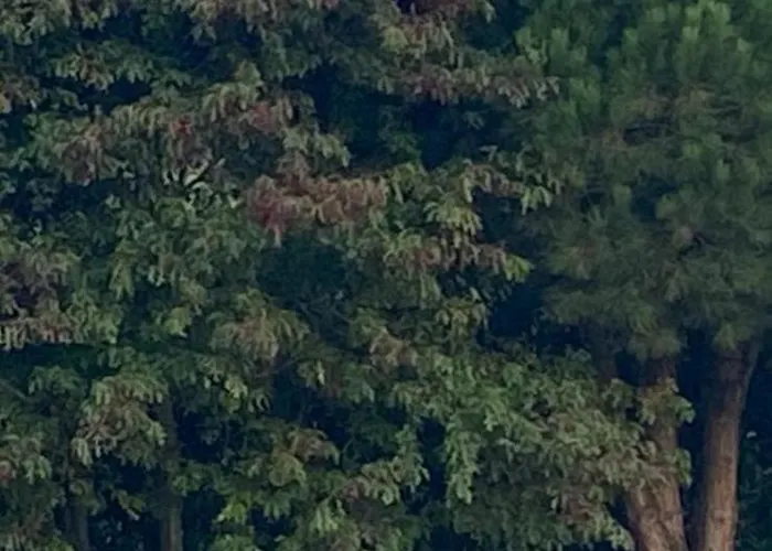 Appartement De Ensueno En El Bosque Y Junto Al Mar Miengo