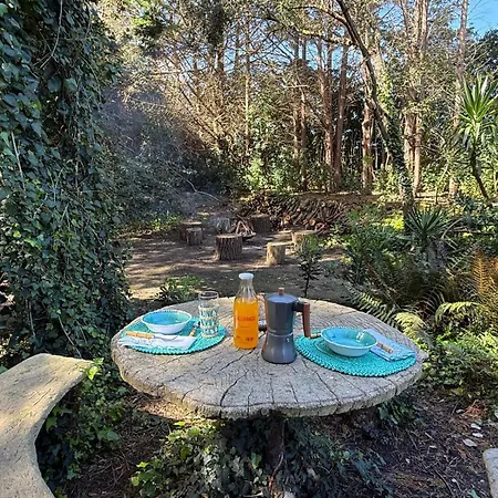 De Ensueno En El Bosque Y Junto Al Mar